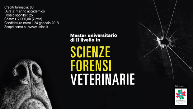 Immagine: 