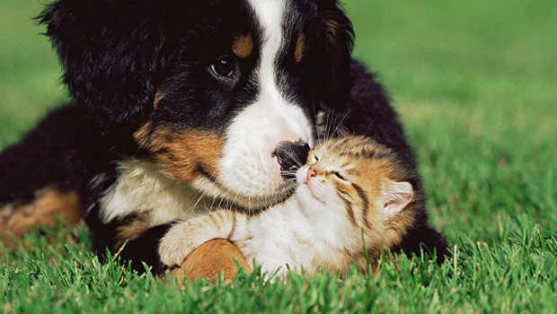 Immagine: 