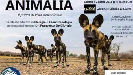 Immagine: 