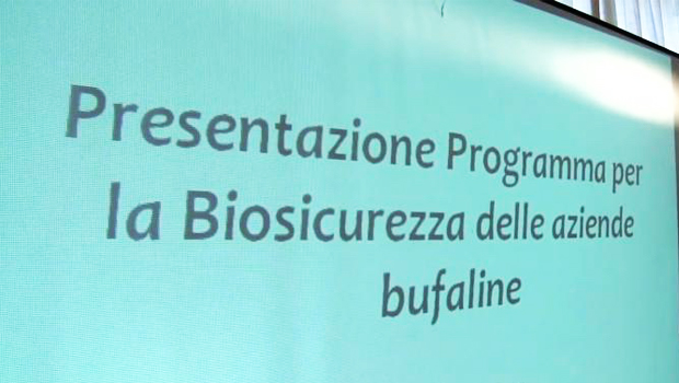 Immagine: 