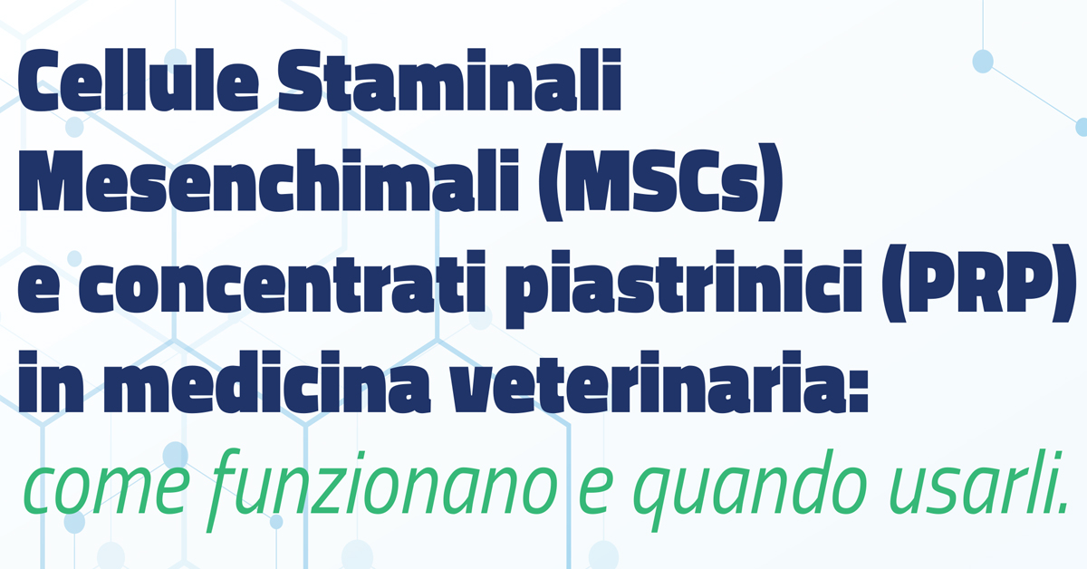 Immagine: 