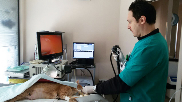 Immagine: Servizi:- Esofagogastroduodenoscopie- Colonileoscopie- Laringoscopie- Broncoscopie con lavaggio broncoalveolare- Rinoscopie- Otoendoscopie- Valutazione palato molle in cani brachicefali- CistoscopiaContatti:Via Pietro De Ciccio, 384013 Cava de' Tirreni (Sa) T. 347 1945192lellodeleo@virgilio.itFacebook