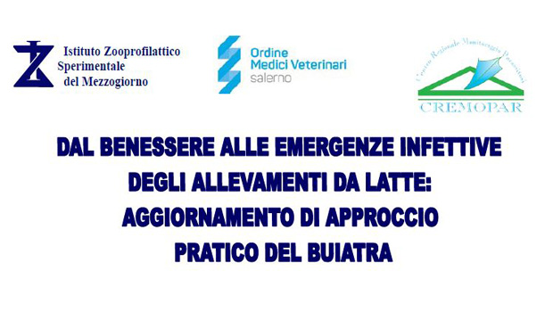 Immagine: 