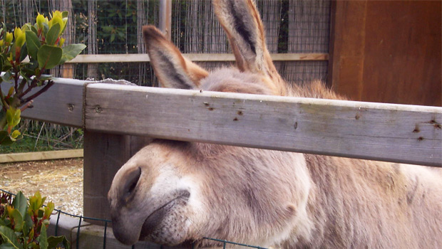 Maltrattamento animali