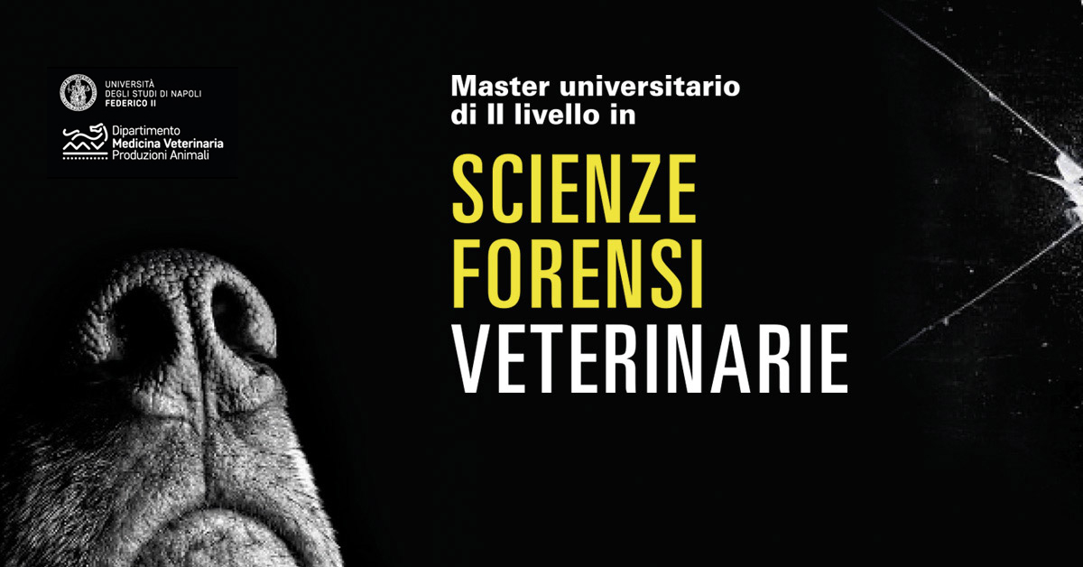 Immagine: 