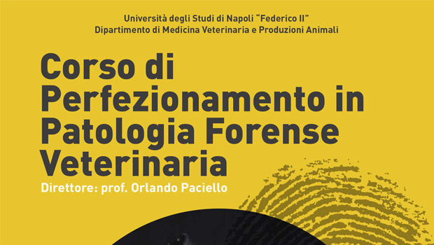 Immagine: 