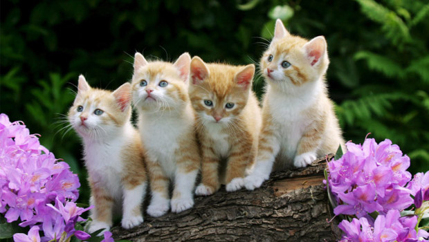Immagine: 